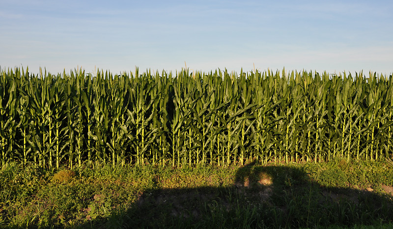 Shadow of truck with dog on truck