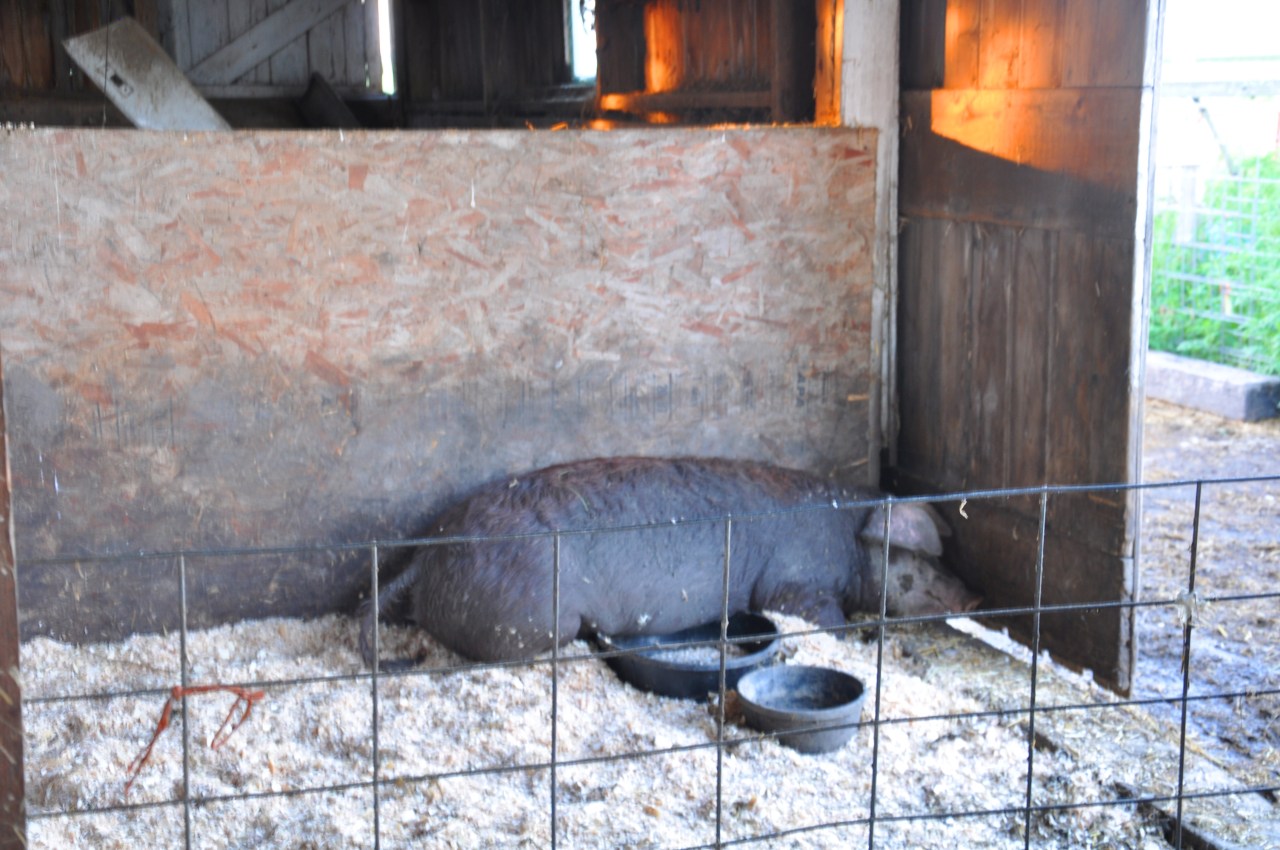 molly - hereford gilt