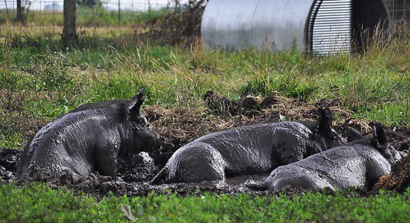 pigs-in-wallow
