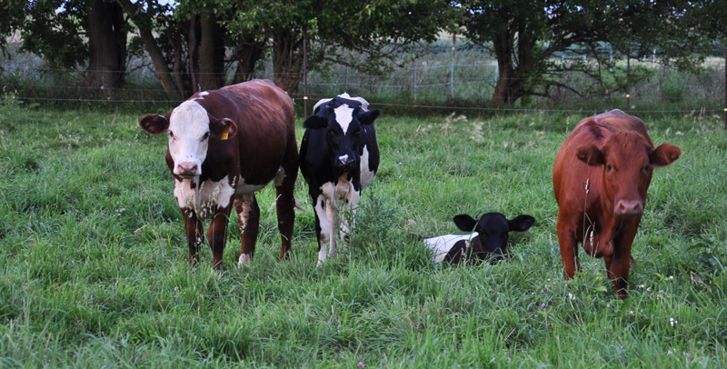 young cows