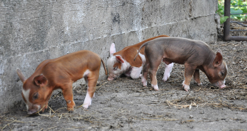 piglets
