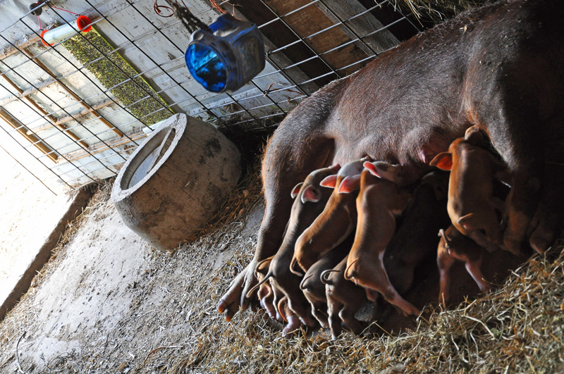 piglets feeding
