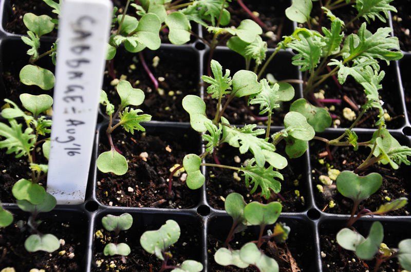 brassica seedlings
