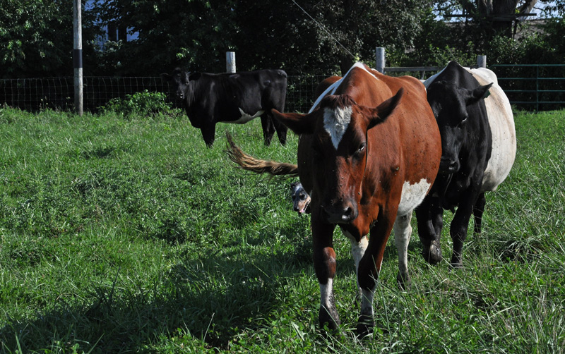 Aunty Del and Lady Astor