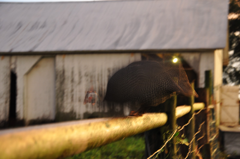 guinea fowl