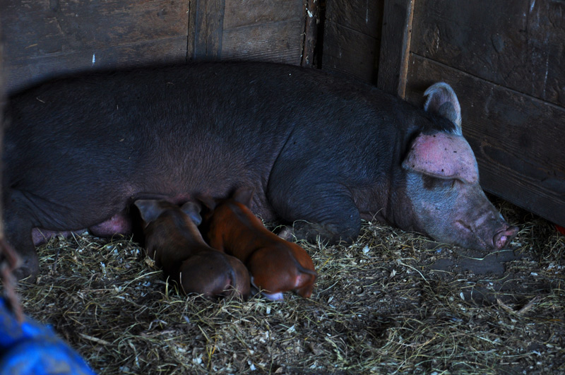 sow and piglets