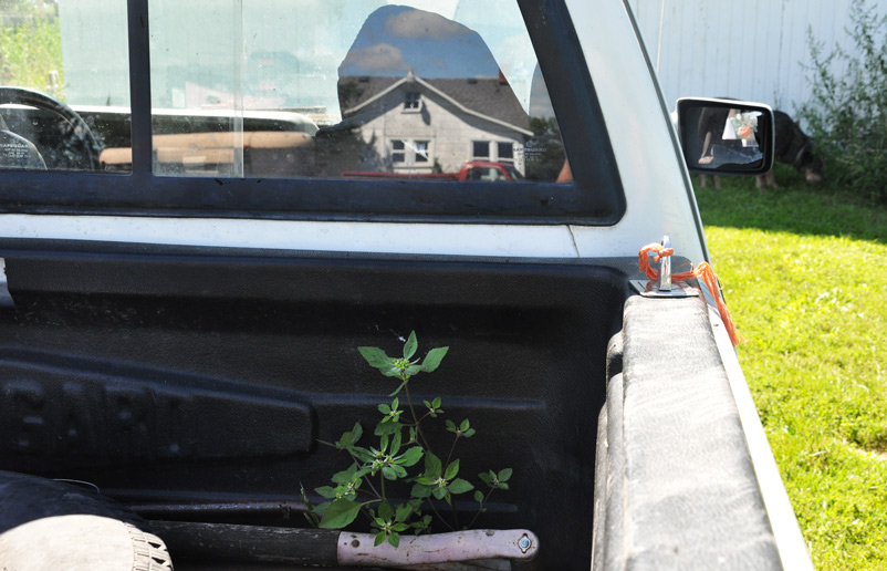 truck growing weeds