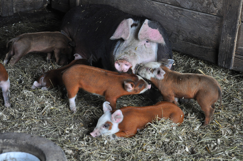 sow and piglets