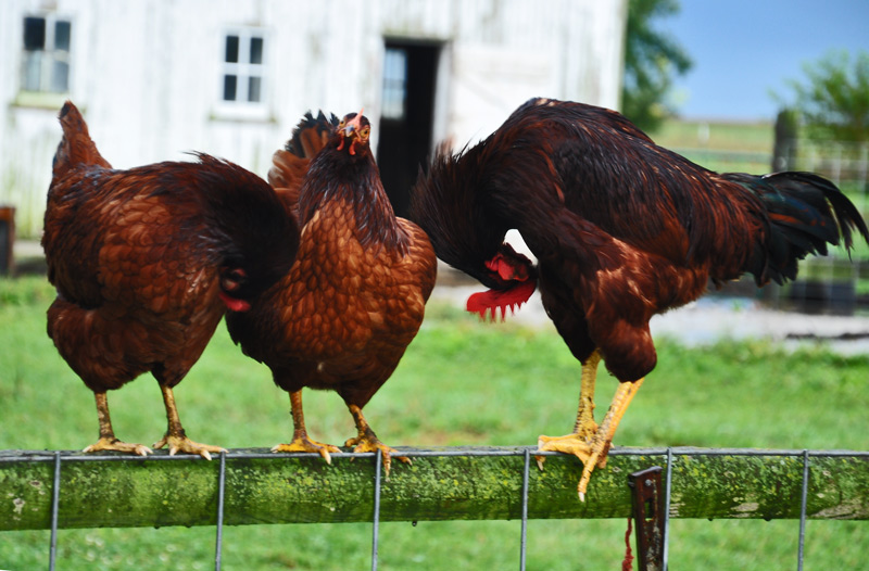 chickens and rooster