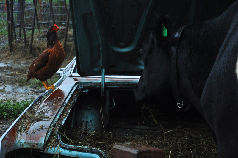 chicken still waiting