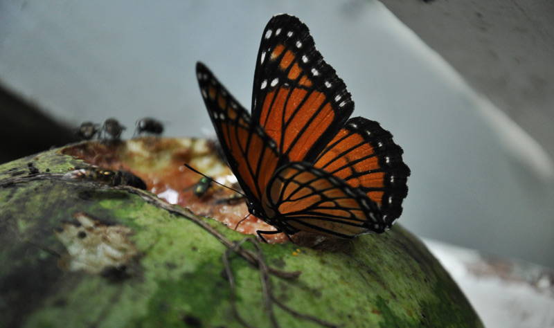 viceroy butterfly