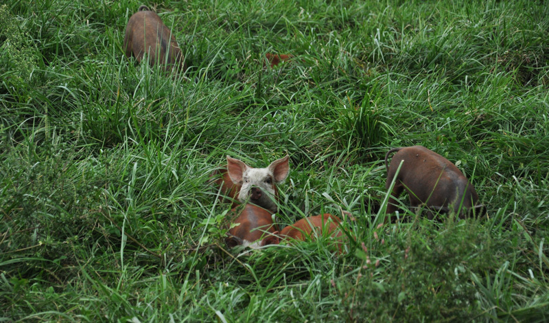 pig in the grass