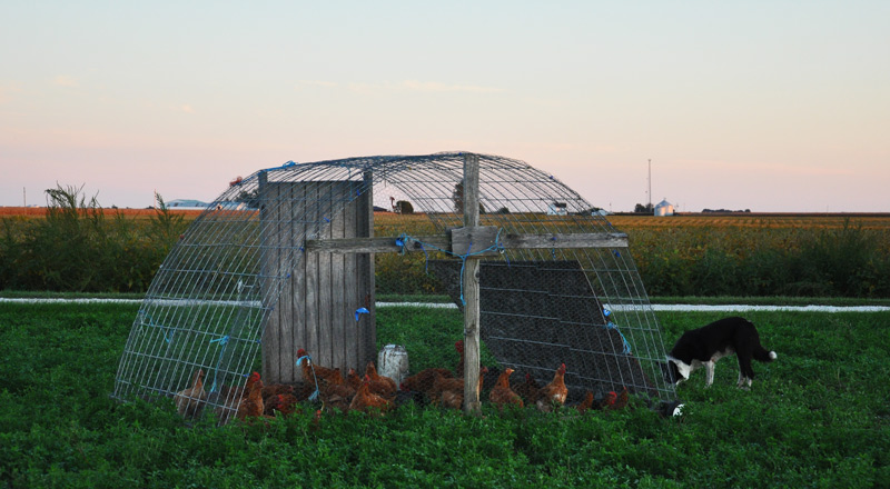 chicken tractor