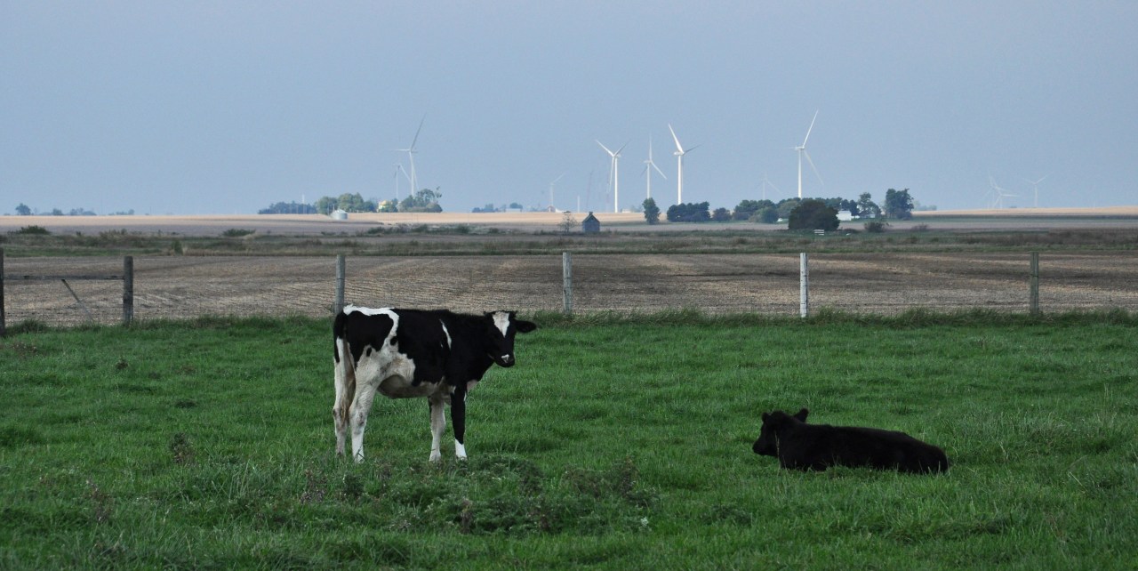 cows in field