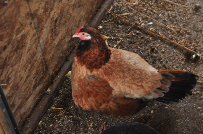 hen and chicks