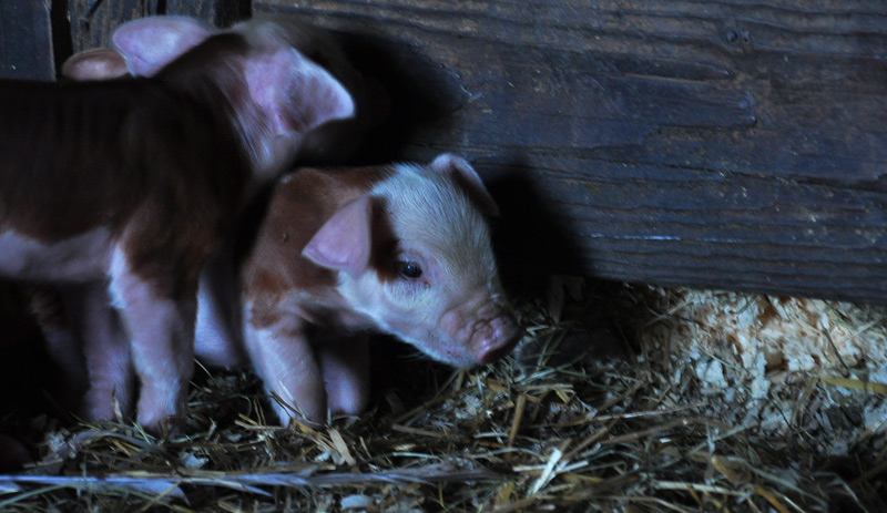 piglets
