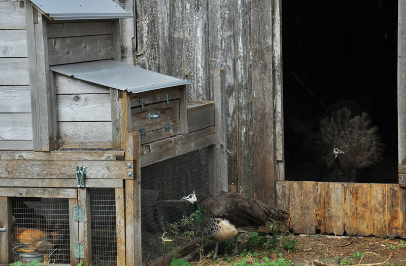 peahen