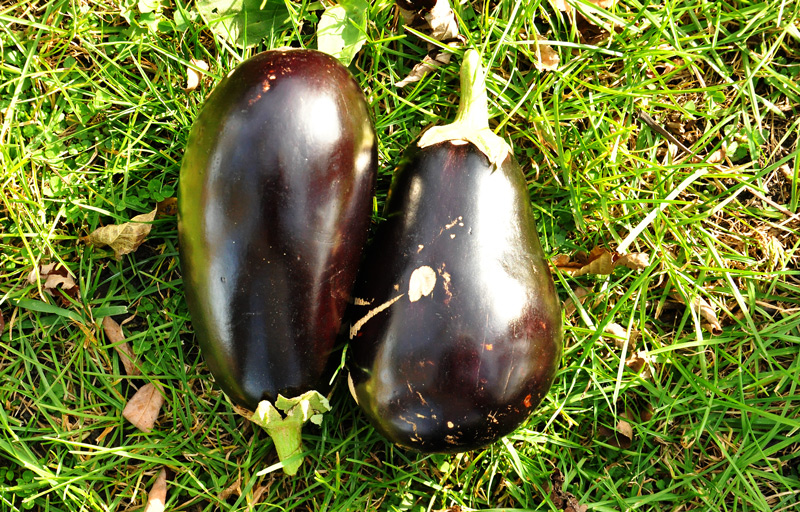 eggplant, aubergine