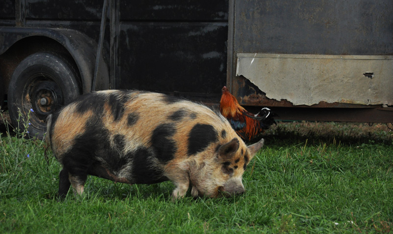 kunekune - tima