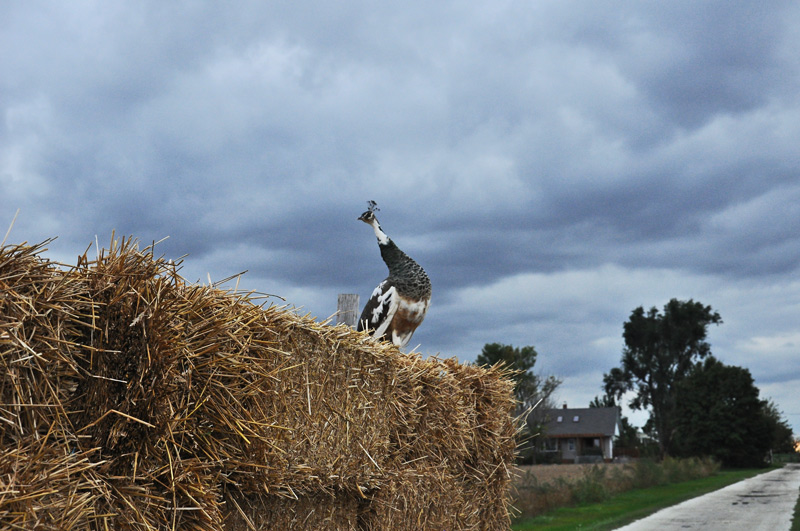 geraldine the peahen