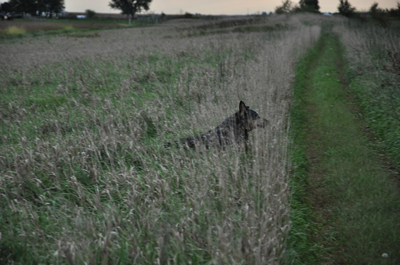 dogs in long grass