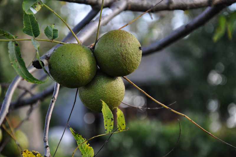 black walnuts