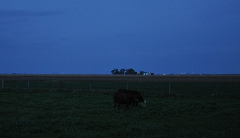 cows at night
