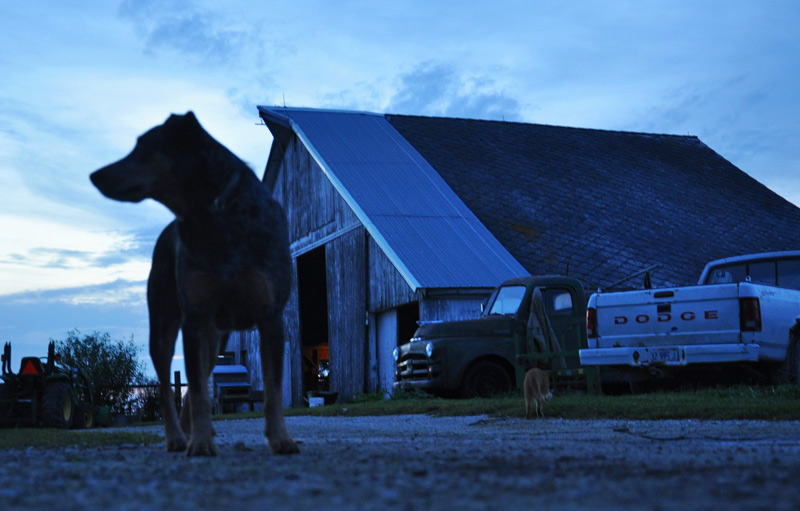 dog and barn