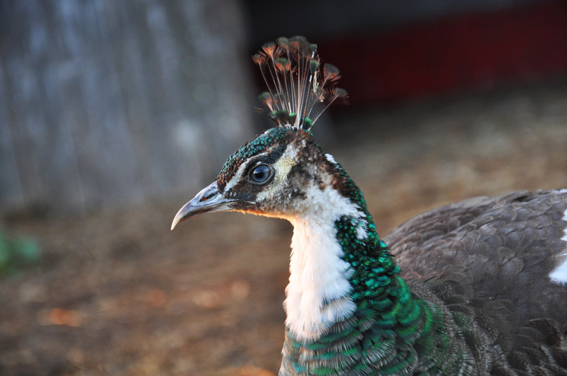 Gorgeous and Gorging