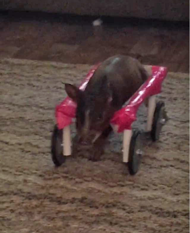 piglet in wheelchair