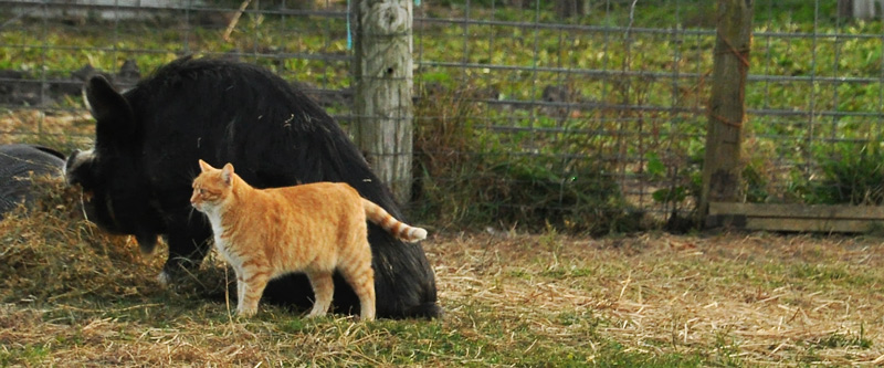 a pigs cat