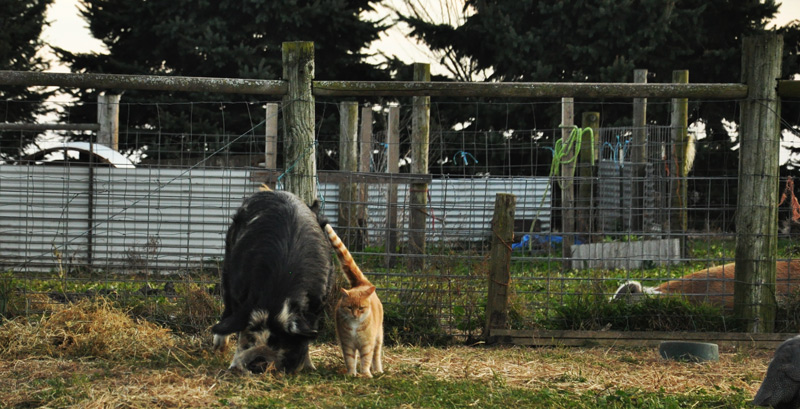 pig and cat