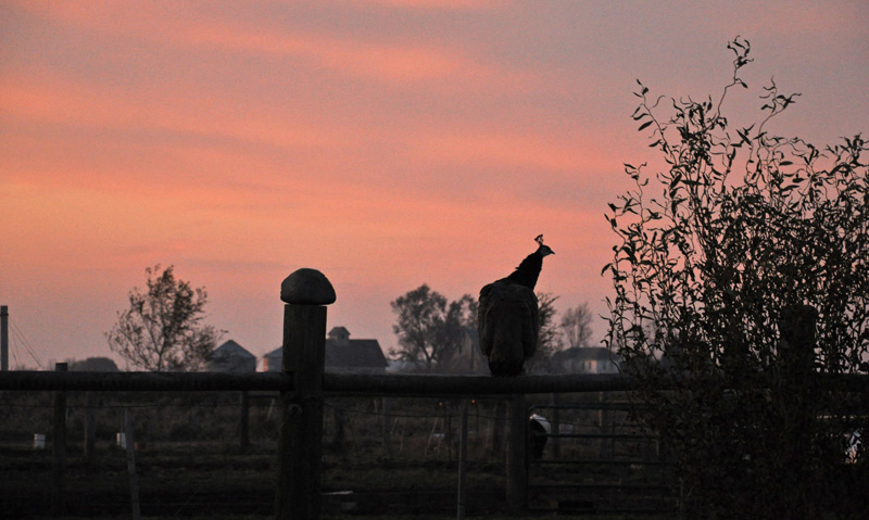 peahen and night