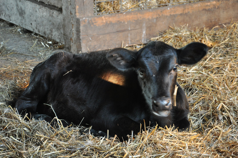 calf