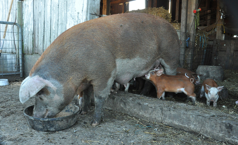sow and piglets