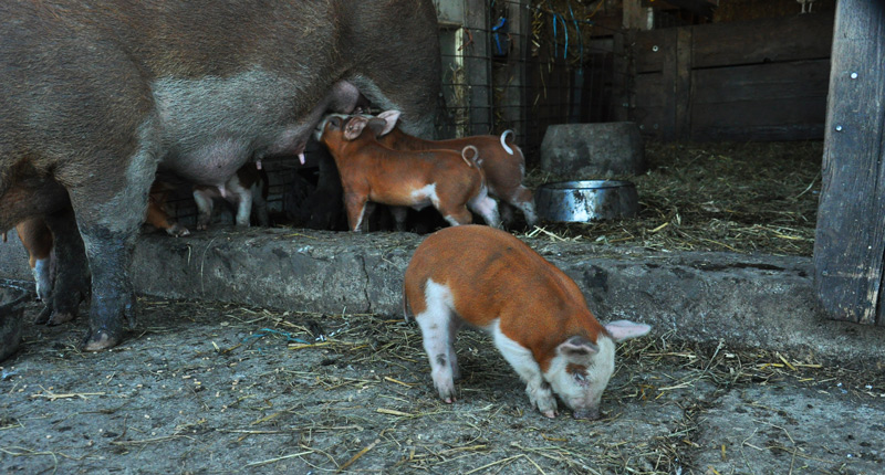 sow and piglets