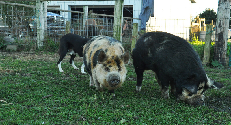 kunekune