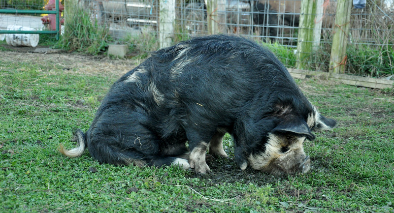 boar