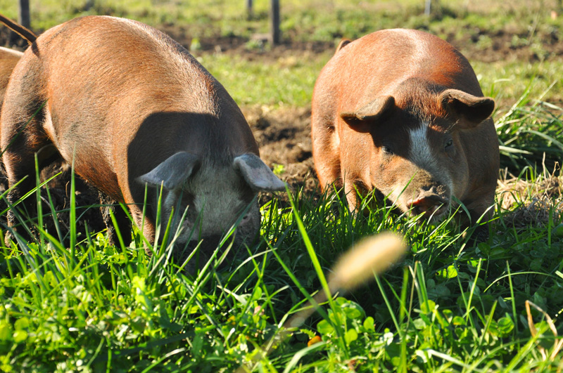 pigs in grass
