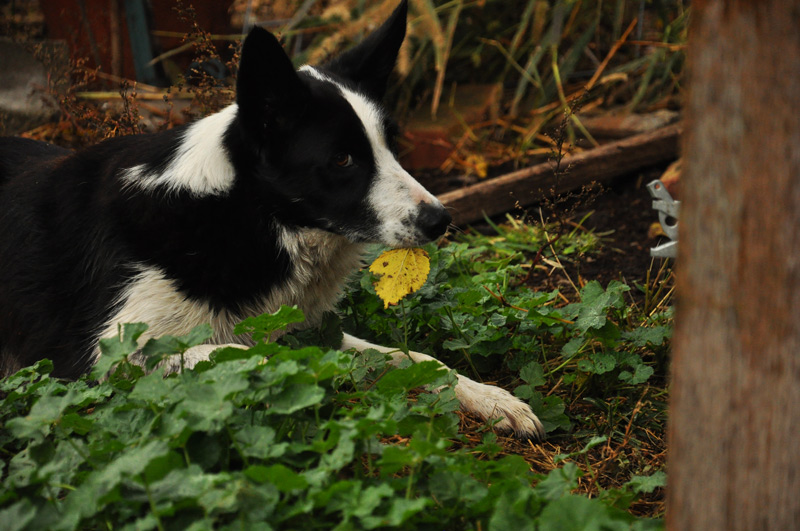 dog and leaf
