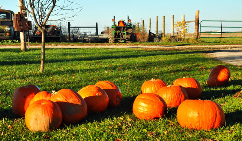 pumpkins