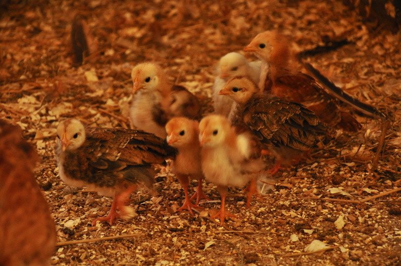chicks