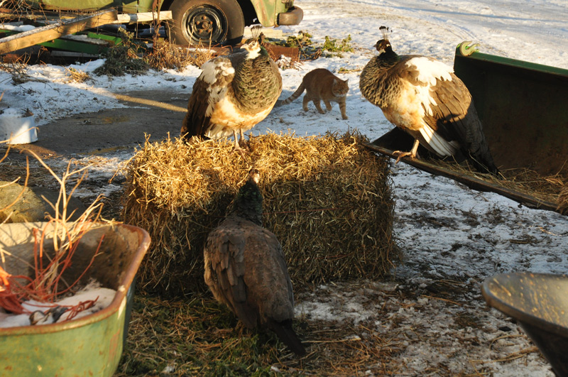 peahens4