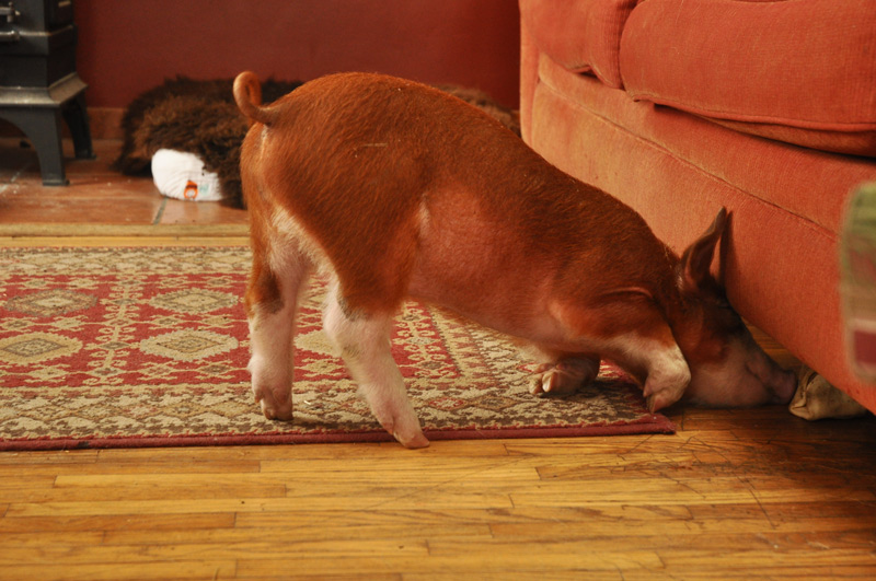 Little Pig in the&nbsp;House