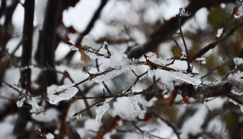 ice on trees