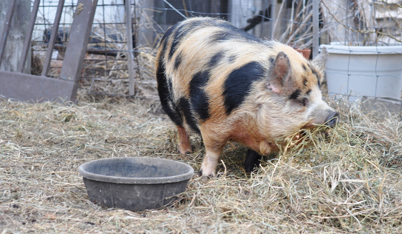 kunekune Tima