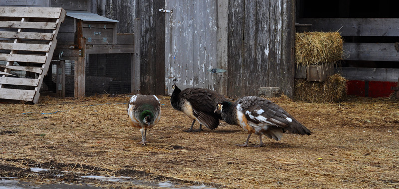 peahens