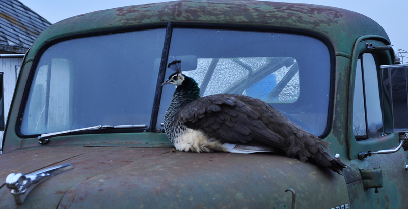 peahen