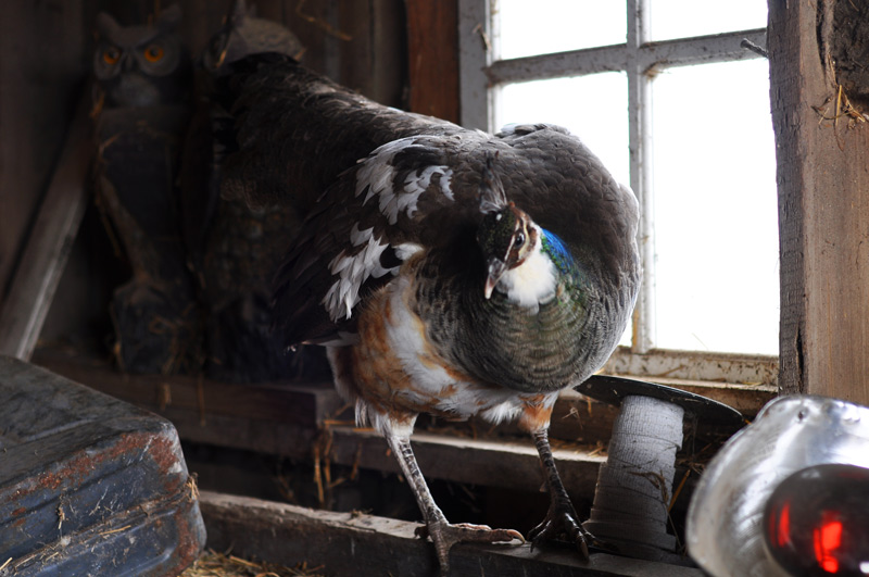 Closed for Busy-ness