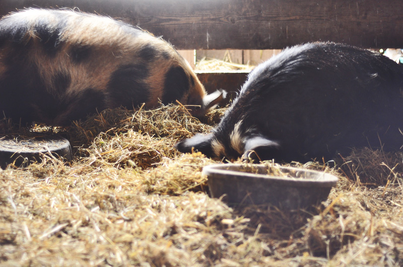 kunekune